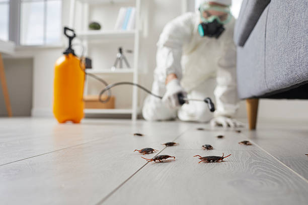 Commercial Kitchen Cockroach Control in Millbury